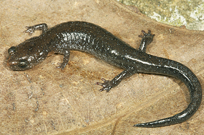 Southern Zigzag Salamander